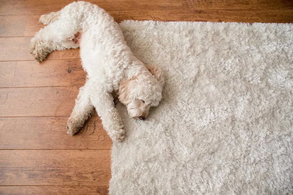 Hond op een schoon vloerkleed na professionele reiniging met geurbehandeling