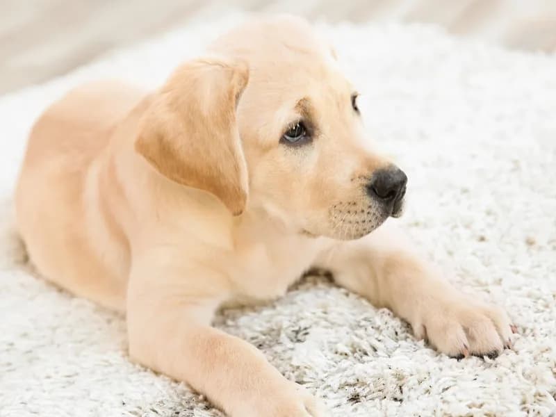 Vlek op vloerkleed door hond - vlekken verwijderen tips